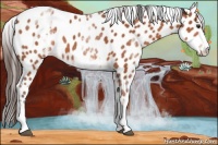 Horse Color:White Spotted Bay Leopard 