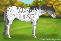 Horse Color:Blue Roan Splash Appaloosa Rabicano 