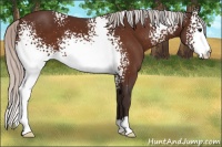 Horse Color:White Spotted Silver Brown