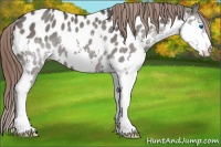 Horse Color:Grullo Splash Near Leopard Rabicano 