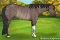 Horse Color:Brown Dun Rabicano 