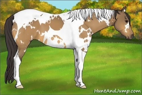 Horse Color:White Spotted Buckskin Tobiano 