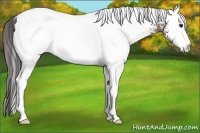 Horse Color:White Spotted Bay Appaloosa 