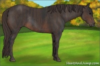 Horse Color:Brown Rabicano Brindle
