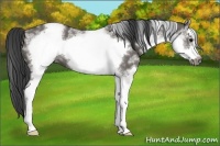 Horse Color:White Spotted Grullo Splash Frame Rabicano 