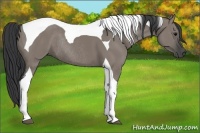 Horse Color:Grullo Tobiano Rabicano 