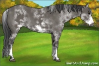 Horse Color:White Spotted Grullo Frame 