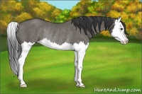 Horse Color:Grullo Splash Rabicano 