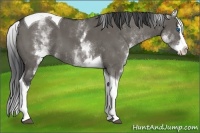 Horse Color:White Spotted Grullo Splash Tobiano