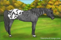 Horse Color:Blue Roan Appaloosa