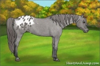 Horse Color:Grullo Varnish 