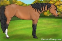 Horse Color:Bay 