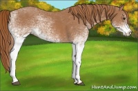 Horse Color:White Spotted Chestnut 