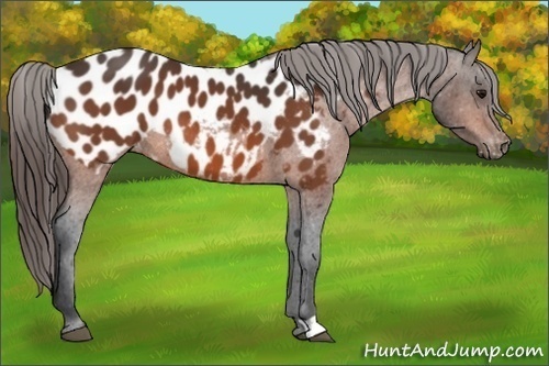 Horse Color: Bay Near Leopard 