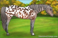 Horse Color:Bay Appaloosa 