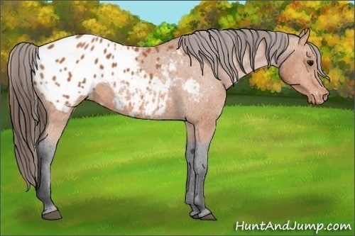 Horse Color: Bay Blanket 