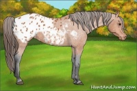 Horse Color:Bay Appaloosa 