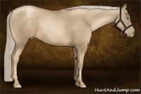 Horse Color:Chocolate Palomino Pearl