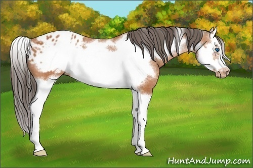Horse Color: Bay Splash Frame Blanket 