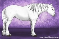 Horse Color:Gray Chestnut 