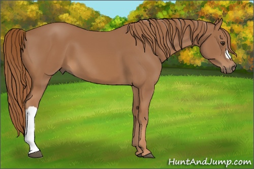 Horse Color:Chestnut 