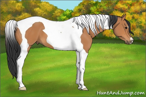 Horse Color:Bay Tobiano 