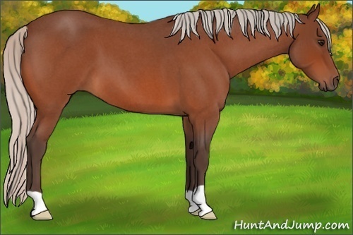 Horse Color:Silver Bay Roan