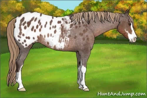 Horse Color: Liver Red Roan Sabino Blanket Rabicano 