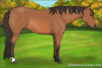 Horse Color:Unknown 
