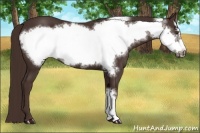 Horse Color:Liver Chestnut Frame 