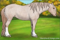 Horse Color:Chestnut Varnish Rabicano 
