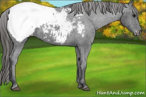 Horse Color: Black Sabino Snowcap Rabicano 