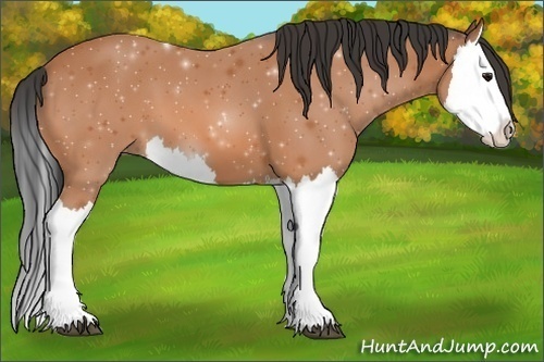 Horse Color: Unknown 