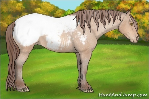 Horse Color: Unknown 