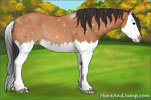 Horse Color: Unknown 