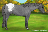 Horse Color:Blue Roan Snowcap 