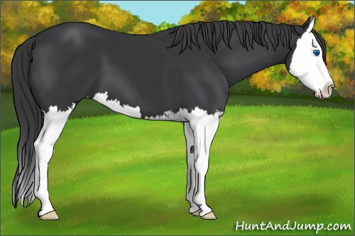 Horse Color: Unknown 
