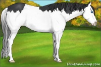 Horse Color:Black Sabino Splash 