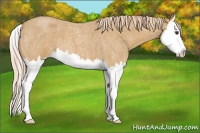 Horse Color:Palomino Roan Sabino Splash