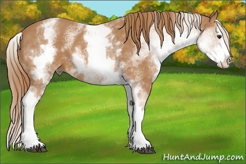 Horse Color:White Spotted Chestnut Splash
