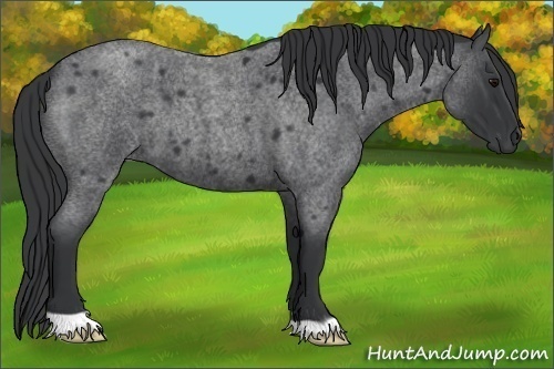 Horse Color:Blue Roan