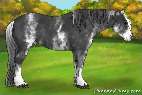 Horse Color:White Spotted Black Rabicano 