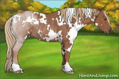 Horse Color: White Spotted Chestnut Rabicano 