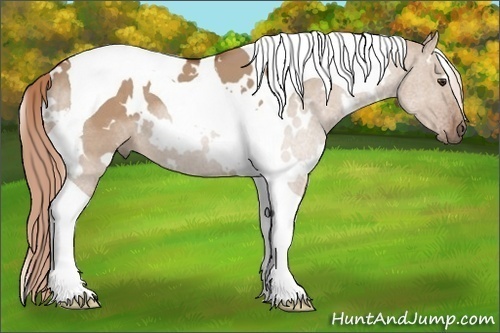 Horse Color: White Spotted Red Dun Tobiano 