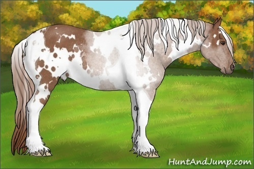 Horse Color: White Spotted Chestnut Tobiano Rabicano 