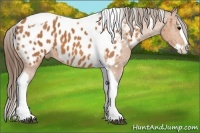 Horse Color:Bay Splash Tobiano Blanket  Brindle