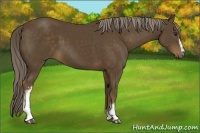 Horse Color:White Spotted Chocolate Palomino 