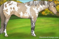 Horse Color:White Spotted Buckskin Roan Blanket 