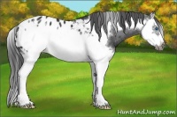Horse Color:Black Splash Frame Appaloosa