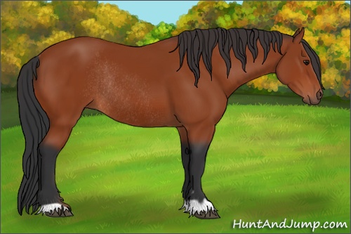 Horse Color: Bay Rabicano 